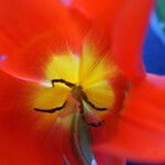 Tulipa mauriana Floare