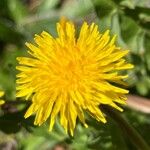 Taraxacum obliquilobum Квітка