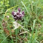 Allium scorodoprasum Flower