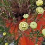 Santolina rosmarinifolia Квітка