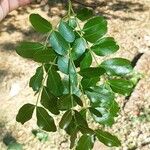 Schotia brachypetala ഇല