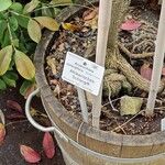 Acokanthera oblongifolia Anders