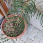 Acaciella angustissima ᱥᱟᱠᱟᱢ