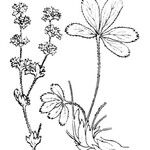 Alchemilla saxatilis Muu