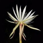 Epiphyllum phyllanthus Цветок