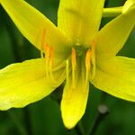 Hemerocallis citrina Цветок