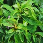 Barleria prionitis Blomst