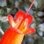 Mitraria coccinea Λουλούδι