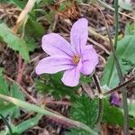 Erodium botrys Квітка