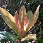 Badula borbonica Leaf