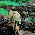 Monotropa hypopitysപുഷ്പം