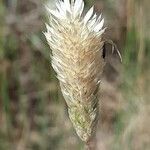 Phalaris aquatica Mbuma