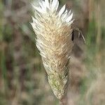 Phalaris aquatica Плод