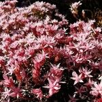 Sedum anglicum Blüte