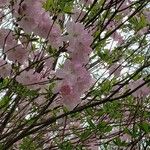 Rhododendron schlippenbachii പുഷ്പം