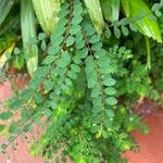 Phyllanthus tenellus পাতা