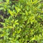 Plumbago auriculata Leaf