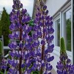 Lupinus angustifolius Flor