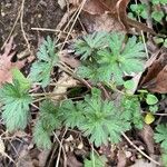 Geranium carolinianum Blatt