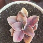 Graptopetalum superbumFoglia