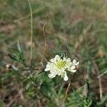 Scabiosa ochroleuca Flor