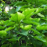 Catalpa bignonioides 葉