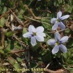 Lobelia pedunculata Flower