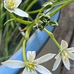 Ornithogalum baeticum Fleur