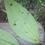 Miconia tschudyoides 葉