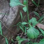 Cyanthillium cinereum Leaf