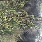 Picea morrisonicola ഇല