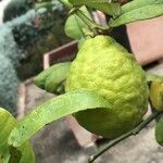 Citrus hystrix Frucht