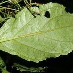 Neomirandea standleyi Hoja
