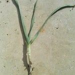 Allium barthianum Hábito