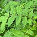 Carya illinoinensis Blad