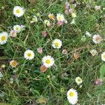 Erigeron karvinskianus Hábitos