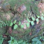 Marcgravia umbellata Hoja
