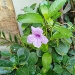 Ruellia tuberosa Blomst