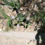 Lantana angolensis Lapas