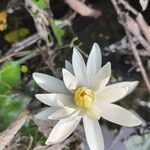 Nymphaea lotus Flower