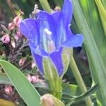 Gentiana pneumonantheᱵᱟᱦᱟ