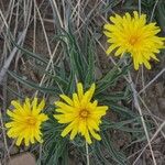 Microseris cuspidata പുഷ്പം