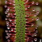 Drosera capensis Blad