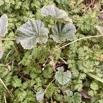 Malva neglecta Libunga