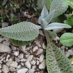 Kalanchoe gastonis-bonnieriLeaf