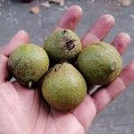 Juglans major Fruit