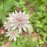 Astrantia majorFlower