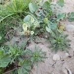 Reseda alba Altul/Alta