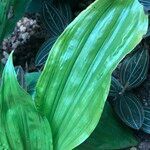 Calanthe triplicata Leaf