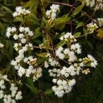 Ageratina riparia Flower